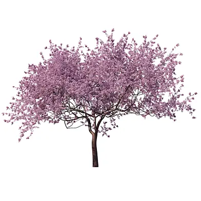 Blossoming Sakura High Poly 05 PBR