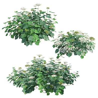 Hydrangea arborescens 'Haas' Halo'