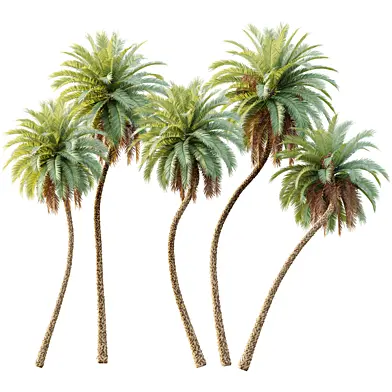 AV Plant Phoenix Sylvestris Palm Tree 01