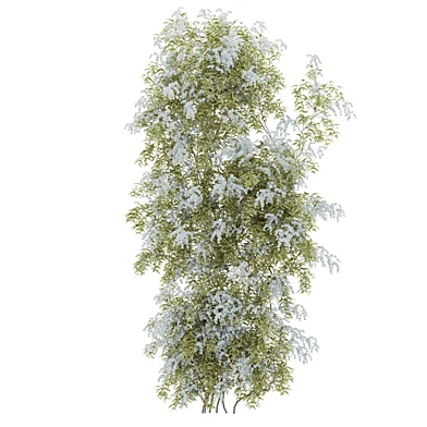 Flowering Wall Climber Plant 05 01