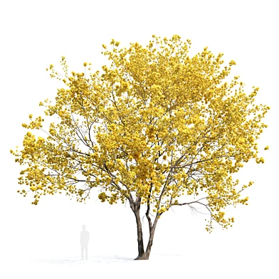 Yellow poui