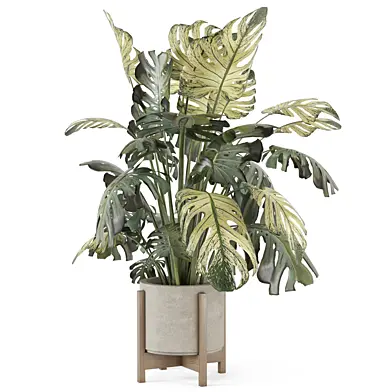 Big Leaf Monstera Plant_Set 4535