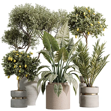 AV Indoor Plants Set 551 Fruit Lemon Chemlali Olive Alocasia Elefantenohr Cyara
