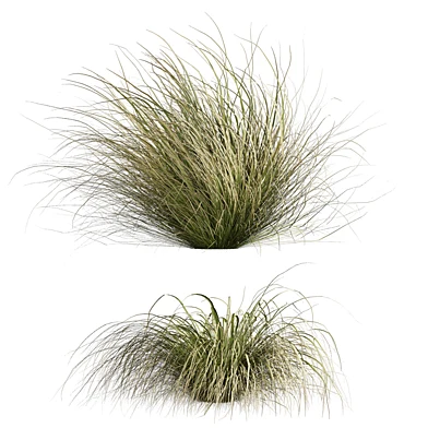 plant vol 1098 - Carex - Comans - grass
