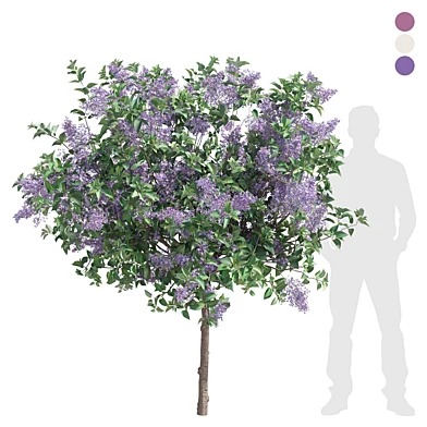 outdoor plant 007 Lilac Bushes