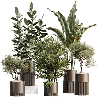 AV Indoor Plants Set 593 Chemlali Olive Bird Of Paradise Rhapis Lady Palm Ficus Elastica