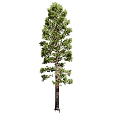 Pine Tree 11