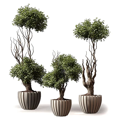 Indoor Plants - Tree Shrub Bonsai 597