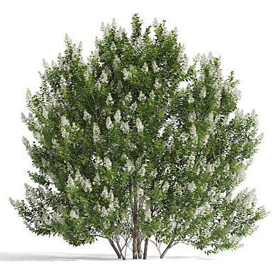 Бирючина обыкновенная (Ligustrum vulgare)