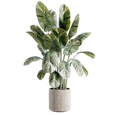 indoor plant M4