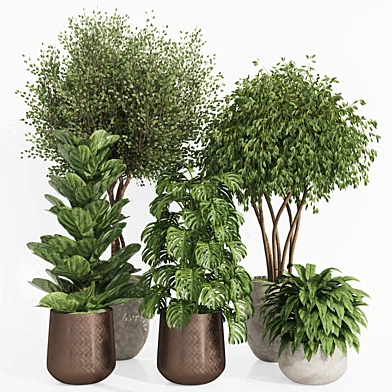 Plants Collection 023