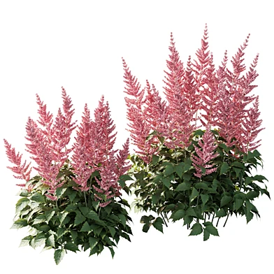 Астильба Арендса Astilbe arendsii Cattleya 40 и 60 см 003