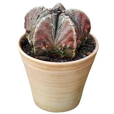 Cactus Astrophytum myriostigma 2