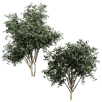 plant vol 1177 - Pittosporum - shurb- Hosmerit - bush