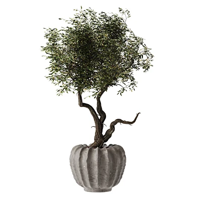 Potted Twisted Olive Tree