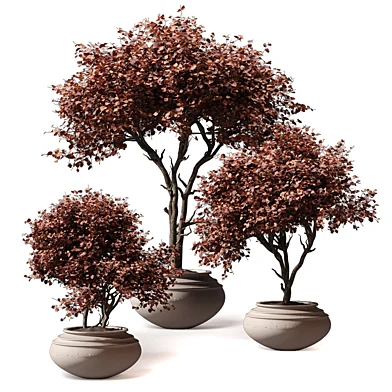Indoor Plants - Variegated Tree Shrub 612