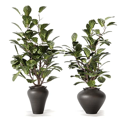 Plants Ficus Lyrata 613
