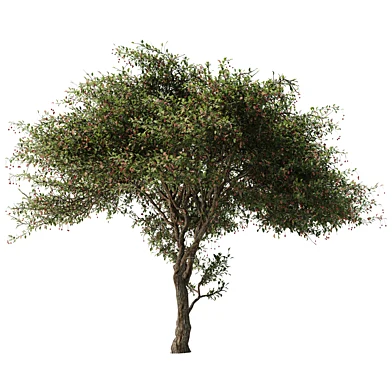 Crataegus Tree Vol 05