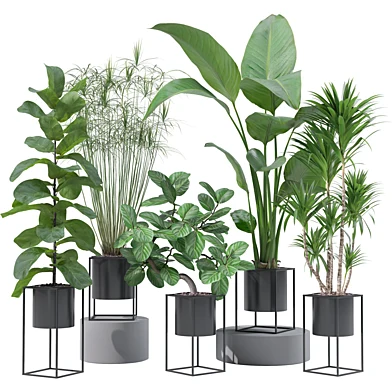 5 Indoor Plants Set 240 - Ficus Lyrata Cyperus Strelitzia Nicolai Dracaena Cordyline