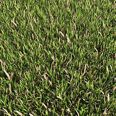 Grass n9