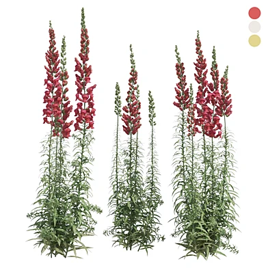 outdoor plant 014 Tall Snapdragon Flowers