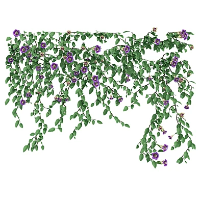 IVY Plant