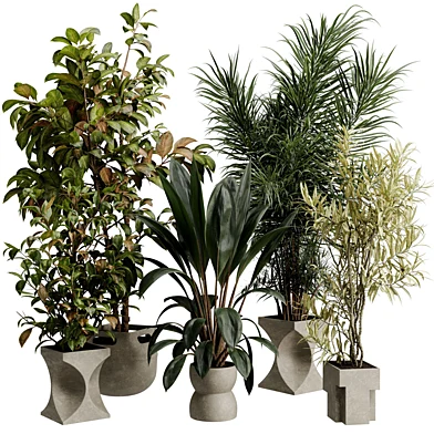 Tree Palm Ficus in a concrete pot - Indoor plant set 837