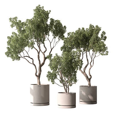 Indoor Plant 1001 - Daphne Odora