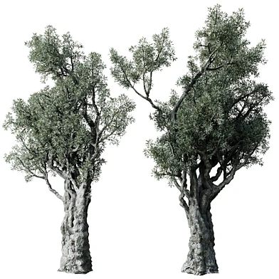 Olive Trees Set 18
