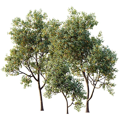 AV Plant Prunus Salicina Plum Pflaume Fruit Tree 02