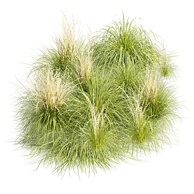 Maiden Grass 3D Plant Models 527