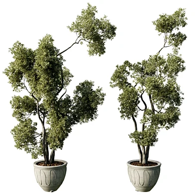 Tree Plant in a concrete pot - Indoor plants 843