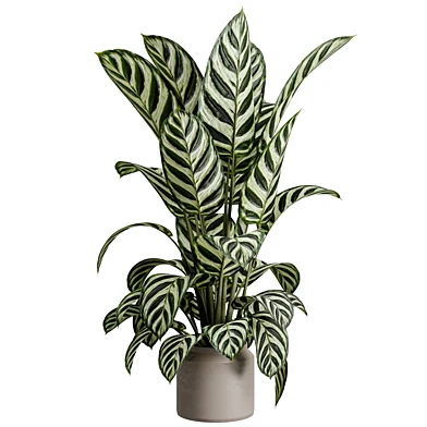 Goeppertia Veitchiana Plant in a Metal Pot - Indoor Plant 848