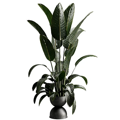 Ravenala Strelittia Plant in a metal Pot - Indoor Plant 855