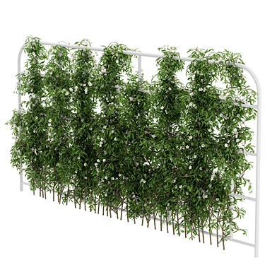 Horizontal Ivy Flowering_01_48