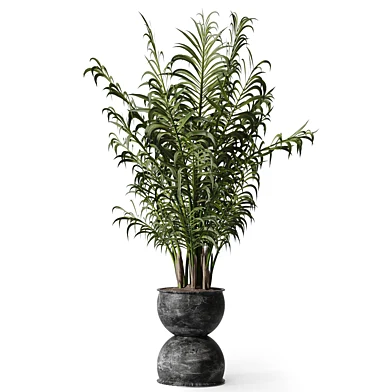 Plant - Areca palm 668