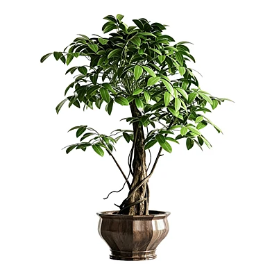 Tree in Pot