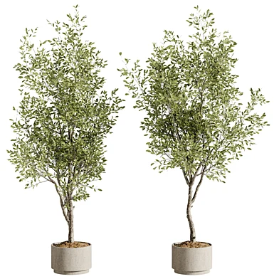 Indoor Bonsai Plant 239