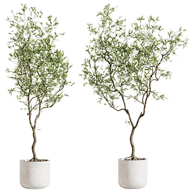 Indoor plants Plant in pot 03