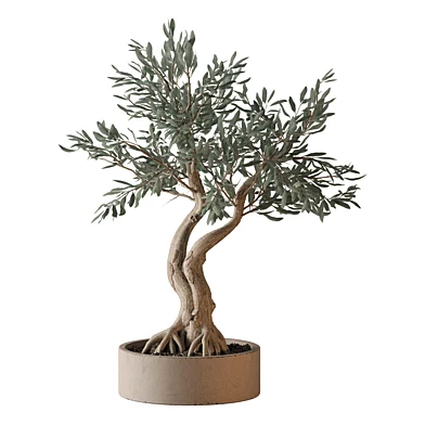 Indoor Plant 1018 - Bonsai Olive