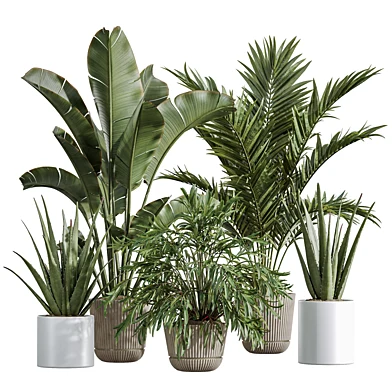 AV Indoor Plants Set 632 Areca Palm Dypsis Lutescens Banana Nicolai Aloe Vera