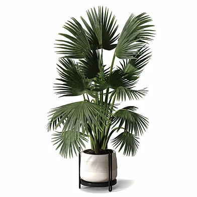 Indoor Plants - Palm 708