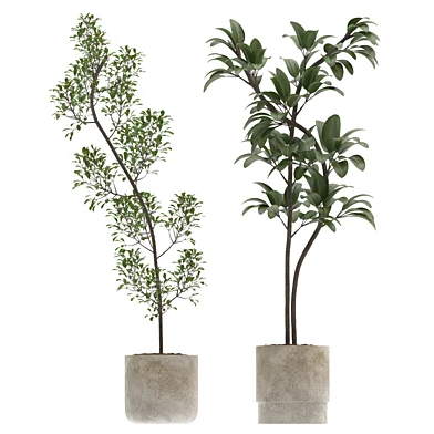 Ficus Benjamina Indoor Plant-set-032