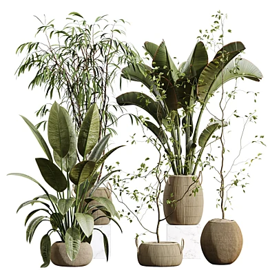Indoor Plant Set 702 Japandi Marginata Bird Of Paradise Variegated Rubber