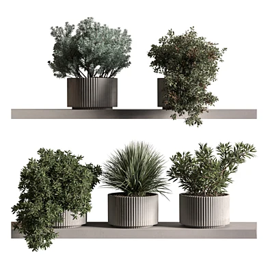 Indoor Plant 1020 - Hanging Plants