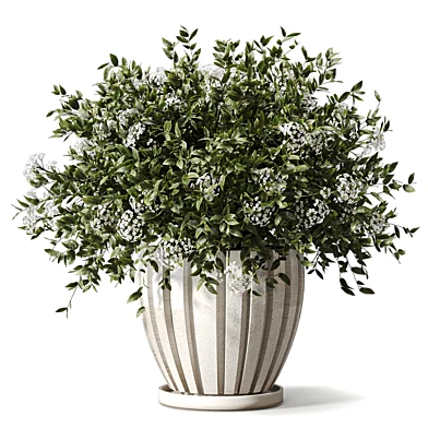 Plant - white Flowering plant in Pot 715
