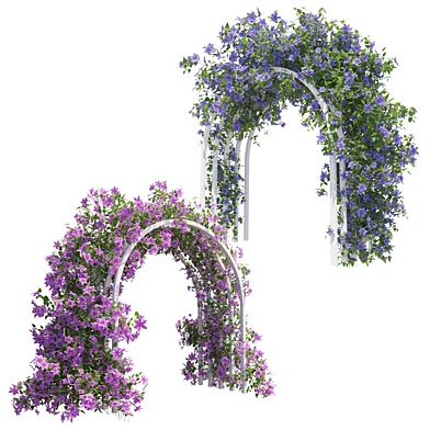 Clematis 2