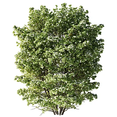 Чубушник венечный Philadelphus coronarius 004 200см