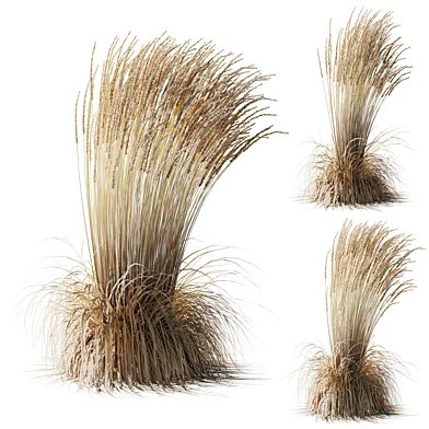Вейник остроцветковый Карл Форстер Calamagrostis acutiflora Karl Foerster зимнее состояние 003