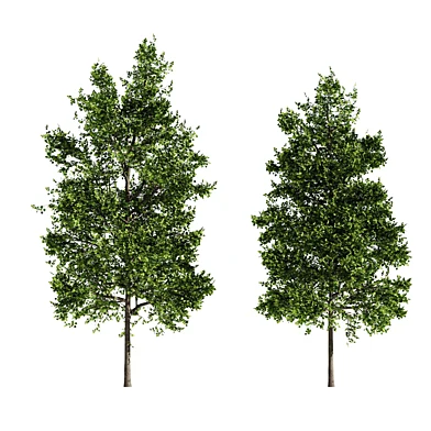 Tilia set. Middle-poly